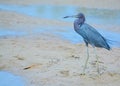 A Little Blue Heron Egretta caerulea at the Lemon Bay Aquatic Reserve in Cedar Point Environmental Park, Sarasota County Florida Royalty Free Stock Photo