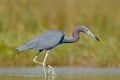 Little Blue Heron, Egretta caerulea, in the water, Mexico. Bird in the beautiful green river water. Wildlife from tropic forest. B Royalty Free Stock Photo