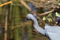 Little Blue Heron Fishing