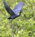 The little blue heron in flight