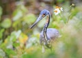 Little blue heron in florida spring flowers