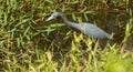 Little Blue Heron in Florida Royalty Free Stock Photo