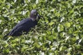 Little Blue Heron with Frog