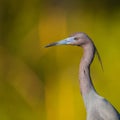 Little Blue Heron Royalty Free Stock Photo