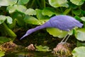 Little blue heron habitat Royalty Free Stock Photo