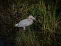 Little Blue Heron having Crayfish for Breakfast Royalty Free Stock Photo