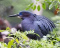 Little Blue Heron bird Stock Photos. Little Blue Heron bird head close-up profile view with a bokeh background Royalty Free Stock Photo