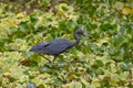 Little Blue Heron Royalty Free Stock Photo