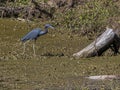 Little Blue Heron Hunting in a Muddy Swamp Pond