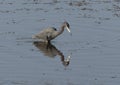 Little blue heron hunting in the wetlands beside the Marsh Trail in the Ten Thousand Islands National Wildlife Refuge in Florida. Royalty Free Stock Photo