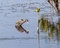 Little blue heron hunting in the wetlands beside the Marsh Trail in the Ten Thousand Islands National Wildlife Refuge in Florida. Royalty Free Stock Photo