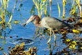 Little Blue Heron