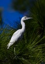 Immature Little Blue Heron on a pine tree