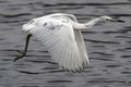 Little Blue Heron Immature