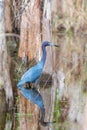 Little Blue Heron and its reflection in Big Cypress National Preserve.Florida.USA