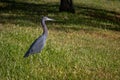 Little Blue Heron on a Lawn, Florida