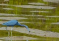 Little Blue Heron at the Lemon Bay Aquatic Reserve in the Cedar Point Environmental Park, Sarasota County, Florida Royalty Free Stock Photo