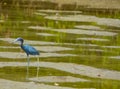 Little Blue Heron at the Lemon Bay Aquatic Reserve in the Cedar Point Environmental Park, Sarasota County, Florida