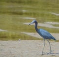 Little Blue Heron at the Lemon Bay Aquatic Reserve in the Cedar Point Environmental Park, Sarasota County, Florida Royalty Free Stock Photo