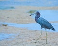 Little Blue Heron at the Lemon Bay Aquatic Reserve in the Cedar Point Environmental Park, Sarasota County, Florida Royalty Free Stock Photo