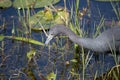 Little Blue Heron in marsh with grass and aquatic vegetation Royalty Free Stock Photo