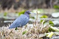Little Blue Heron on marsh grass Royalty Free Stock Photo