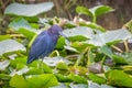 Little blue heron in the marsh wetlands of the Florida everglades. Royalty Free Stock Photo