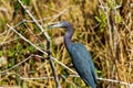 Little Blue Heron Myakka River