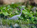 Little Blue Heron, Okefenokee Swamp National Wildlife Refuge