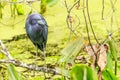 Little Blue Heron at Ollie's Pond