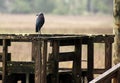 A little blue heron perched on a dock in the rain. Royalty Free Stock Photo
