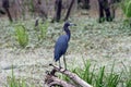 Little Blue Heron Perched on a fallen Tree. Royalty Free Stock Photo