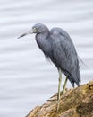 Little Blue Heron Perched on a Log - Florida