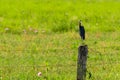Little Blue Heron perched on wire fence trunk, with green pasture in the background