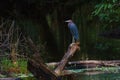 Little blue heron perched on wood surrounded by water in the John B Sargeant Sr Park, Florida