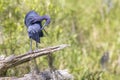 Little Blue Heron Preening Itself Royalty Free Stock Photo