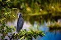 Little blue heron preening perched on a green branch on the lakeshore Royalty Free Stock Photo