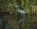 Little Blue Heron Reflecting in the Swamp Royalty Free Stock Photo