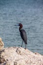 Little Blue Heron on the Rocks Royalty Free Stock Photo