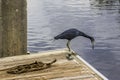 Little Blue Heron and a Rope on the Dock Royalty Free Stock Photo