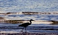 Little blue heron silhouette Royalty Free Stock Photo