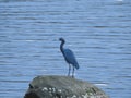 Little blue heron sitting on a rock near shallow water of a river