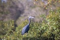 Little Blue Heron