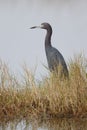 Little Blue Heron stalking its prey in a marsh - Florida Royalty Free Stock Photo