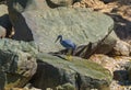 Little blue heron on stones hunting Royalty Free Stock Photo