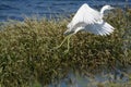 Little blue heron taking off Royalty Free Stock Photo