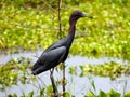 Little Blue Heron in Texas