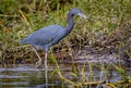 Little blue heron wades through the water at Myakka River