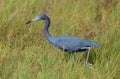 Little blue heron in a grassy salt marsh. Royalty Free Stock Photo