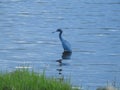 Little Blue Heron wading in the shallow water of the Assonet River in Massachusetts USA